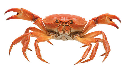 Isolated Red Crab