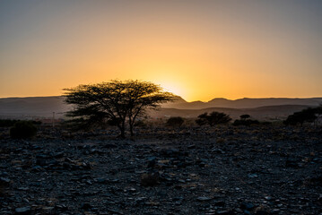 2024 03 16 Jebel Saghro Atlas tree 19