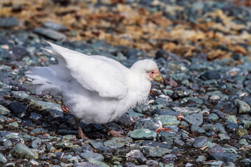 Close-up of a snowy sheathbill -Chionis albus- on the Antarctic Peninsula.