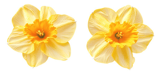 Two yellow daffodil flowers with orange centers isolated on trasparent background © HADI INCREDIBLE