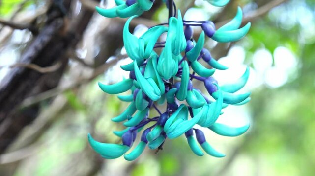 Strongylodon macrobotrys Jade Vine bloom as beautiful tiger nails in the garden. They come from the Philippines, which are vase-shaped flowers for decoration on the porch