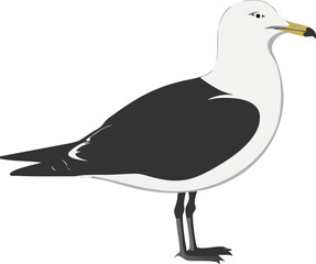 vector illustration of a seagull