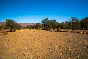 2024 03 16 Jebel Saghro Atlas tree 25