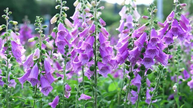 Campanulaceae flower at Dalat city, Vietnam. Beautiful bell flower that belongs to campanulaceae family