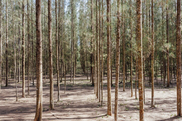 Explore the tranquil beauty of a forested pathway, where tall trees stand majestically aligned,...