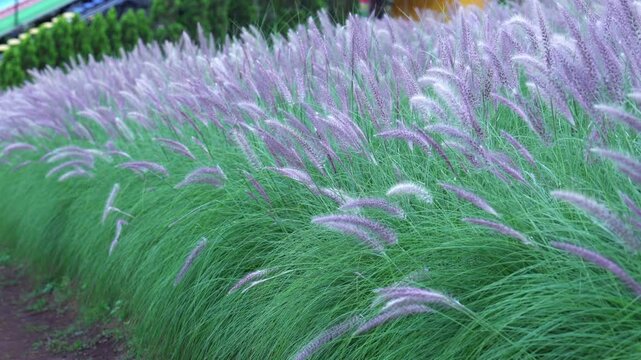 Pennisetum is a widespread genus of plants in the grass family. They are known commonly as fountaingrasses (fountain grasses)
