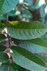 Green guava tree branches and leaves