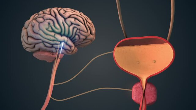 Neural Control of Bladder by Brain Signals