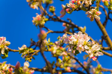 closeup apple tree branch in blossom on blue sky background