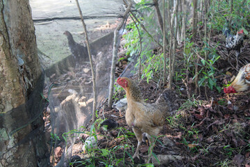 Free-range chickens walking and foraging in a shaded, rural farm area surrounded by plants and trees. A natural environment ideal for sustainable and organic farming visuals.
