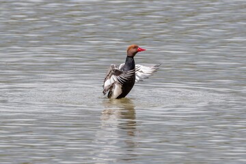 Red-crested pochard - male bird at a small pond in spring. Parc Natural dels Aiguamolls de l'Empordà, Catalonia, Spain