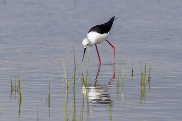 Close-up of black winged stilt perching in lake, Parc Natural dels Aiguamolls de l'Empordà, Catalonia, Spain