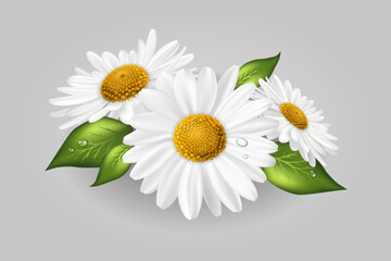 Three chamomile or daisies with leaves isolated on white background. Realistic Vector
