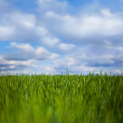 closeup green spring rural field under a cloudy sky