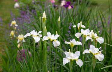 White Siberian irises Gull's Wing blooming in garden with lush green foliage, soft floral background. Spring white flowers irises. Nursery catalogs, landscape design, gardening blogs, spring visuals