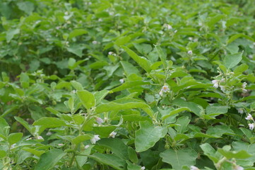 Vibrant plants flourish under Thailand’s sun