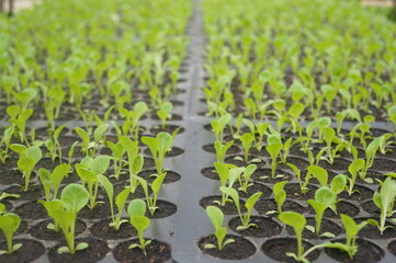 Seedlings thrive in rows within a tropical nursery