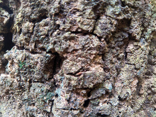 Close-up view of textured tree bark with rugged, natural patterns. The earthy surface reveals the intricate details of wood grain and aging bark in a forest setting.