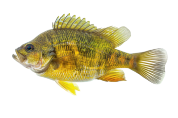 A vibrant sunfish gracefully glides through clear waters during a sunny day in summer isolated on transparent background