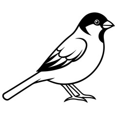 Sparrow vector on white background