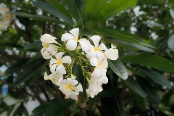 White frangipani flowers bloom gently in the sun, their soft fragrance drifting on a warm tropical breeze