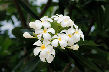 White frangipani flowers bloom gently in the sun, their soft fragrance drifting on a warm tropical breeze