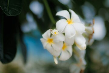 White frangipani flowers bloom gently in the sun, their soft fragrance drifting on a warm tropical breeze