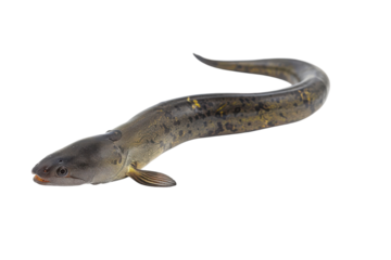 A striking freshwater eel swimming gracefully in clear water isolated on transparent background