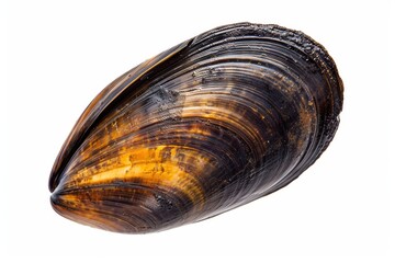 A close-up view of a beautifully detailed mollusk shell resting on a smooth surface isolated on transparent background