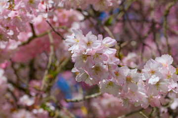 Accolade cherry blossom on a spring day close-up