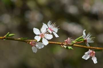 white cherry plum flower on a twig on a sunny spring day