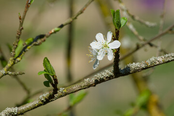 white cherry plum flower on a twig on a sunny spring day