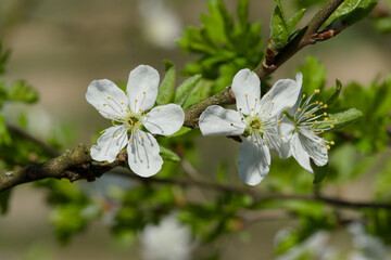 white cherry plum flowers on a twig on a sunny spring day macro