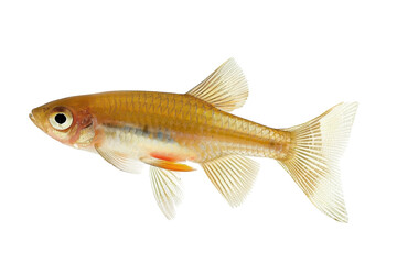 Obraz premium A golden fish gracefully swims in clear water, showcasing its vibrant color and elegant fins isolated on transparent background