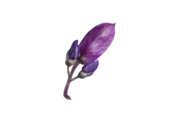 Beautiful purple bud blooming against a pristine white background in natural light isolated on transparent background