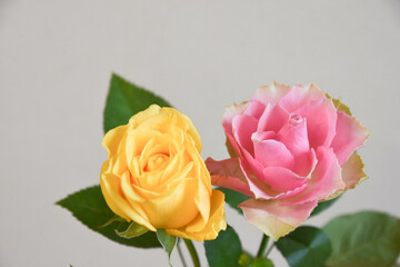 黄色とピンクのばら