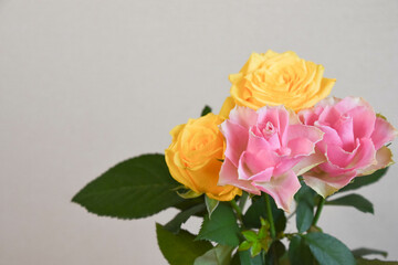 ピンクと黄色のばら