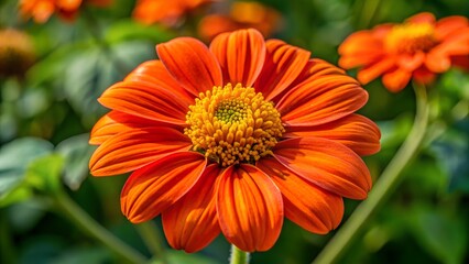Beautiful orange and yellow flowers blossom in the summer garden, a close-up of nature's floral beauty