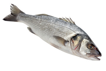 A glistening sea bass, freshly caught and ready for the kitchen, a study in silvery scales and sleek lines against a stark white background.
