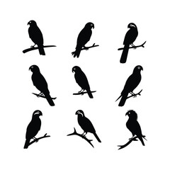 Naklejka premium Parrots silhouette set clipart on a white background