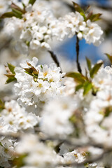 White cherry blossoms in full bloom with blue sky background – spring floral scene