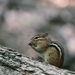 Eastern chipmunk eating on a log in the forest – close-up wildlife portrait