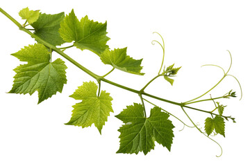 A vibrant grapevine branch showcasing the fresh, new growth of spring, with bright green leaves and delicate tendrils against a pure white background.