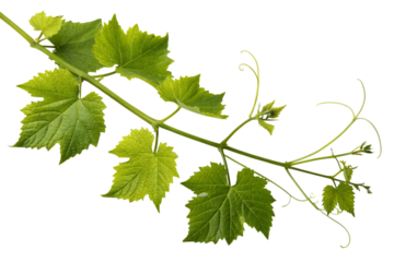 A vibrant grapevine branch showcasing the fresh, new growth of spring, with bright green leaves and delicate tendrils against a pure white background.