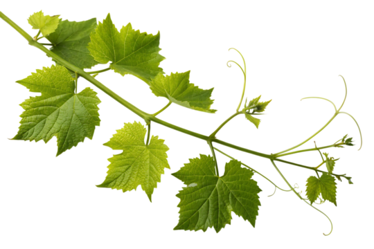 A vibrant grapevine branch showcasing the fresh, new growth of spring, with bright green leaves and delicate tendrils against a pure white background.