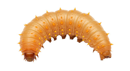 Isolated caterpillar worm insect larva