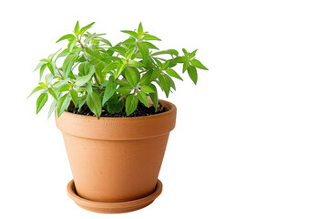 Obraz premium Lush green plant thriving in a terracotta pot against a minimalist background isolated on transparent background