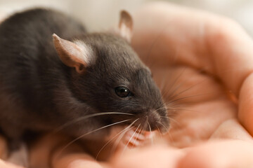 Woman with adorable little rat, closeup view