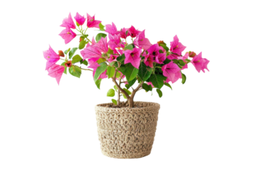 Vibrant bougainvillea blooms in a handcrafted pot bring joy to a bright room setting isolated on transparent background