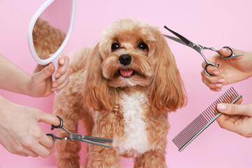 Women with grooming tools and cute dog on pink background, closeup